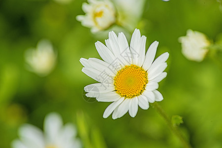 marguerite 语词白色菊花绿色宏观植物花瓣草地雏菊美丽植物学图片