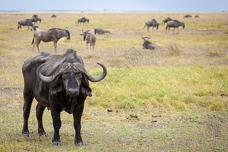水牛站在肯尼亚的草原上图片