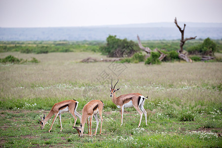 在肯尼亚草原的Thomsons瞪羚 有很多植物旅游国家动物群哺乳动物荒野衬套牛角马赛男性公园图片
