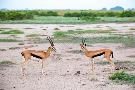 在肯尼亚草原的Thomsons瞪羚 有很多植物马赛旅游动物旅行大草原荒野国家食草衬套野生动物图片