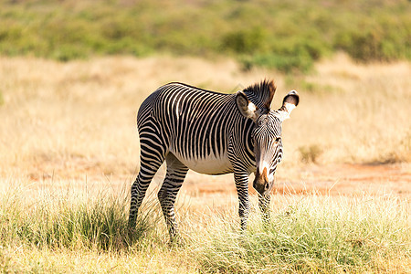 在肯尼亚Samburu乡下放牧的Grevy Zebra哺乳动物旅行公园条纹草原动物群食草国家大草原荒野图片