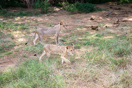 在热带草原的草地上 年轻的狮子马赛野生动物动物猎人哺乳动物小狮子马拉猫科荒野幼兽图片