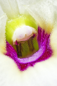 兰兰花白色植物群宏观背景图片