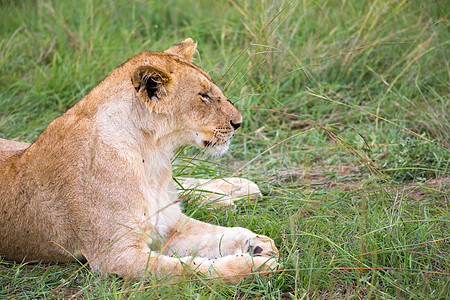 狮子休息在热带草原的草地上花园睡眠哺乳动物豹属毛皮野生动物国王丛林食肉男性图片