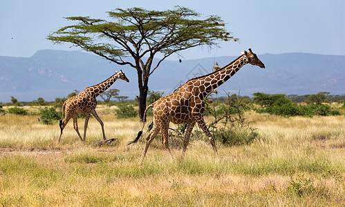 肯尼亚热带草原的长颈雀和树丛中有许多树木和灌木食草草地衬套旅行草原脖子野生动物荒野游戏旅游图片