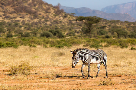 在肯尼亚Samburu乡下放牧的Grevy Zebra旅行动物群大草原公园动物荒野食草条纹草原野生动物图片