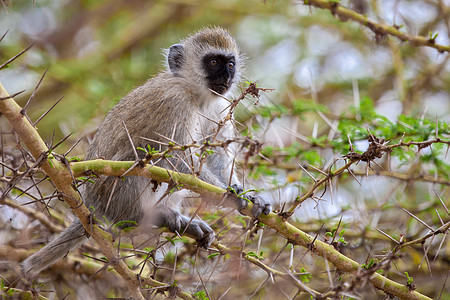 树上的小猴子脸颊长尾荒野毛皮森林哺乳动物黑色绿色白色丛林图片