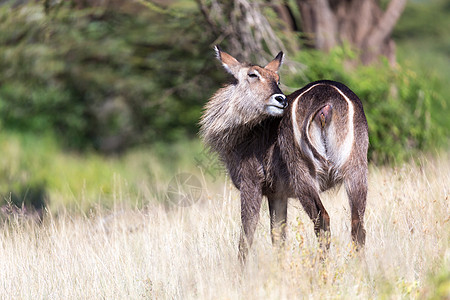 肯尼亚稀树草原中间的羚羊国家大草原食草动物牛角森林公园游戏衬套荒野图片