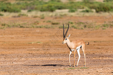 肯尼亚草原的马赛野生动物瞪羚赠款游戏大草原动物群马拉荒野男性图片