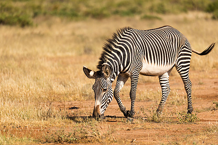 在肯尼亚Samburu乡下放牧的Grevy Zebra条纹马属国家公园荒野哺乳动物草原动物群大草原细纹图片