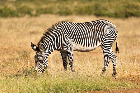 在肯尼亚Samburu乡下放牧的Grevy Zebra野生动物国家动物食草公园哺乳动物大草原旅行荒野动物群图片