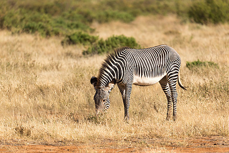 在肯尼亚Samburu乡下放牧的Grevy Zebra公园荒野野生动物动物草原条纹旅行大草原细纹动物群图片