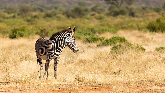 在肯尼亚Samburu乡下放牧的Grevy Zebra动物群旅行条纹皮肤食草公园荒野草原大草原国家图片