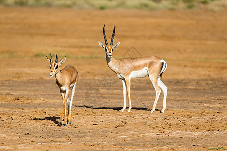 肯尼亚草原的动物群游戏栖息地大草原马拉公园动物马赛哺乳动物国家图片