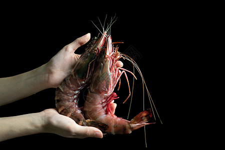 女人手握着黑色背景的新鲜生虎虾餐厅生鲜市场贝类厨师饮食动物海洋烹饪老虎图片