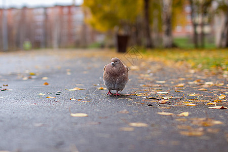 城市秋天沥青上美丽的鸽子棕色和白彩色自由路面羽毛鸟类小鸟动物公园野生动物生活翅膀图片