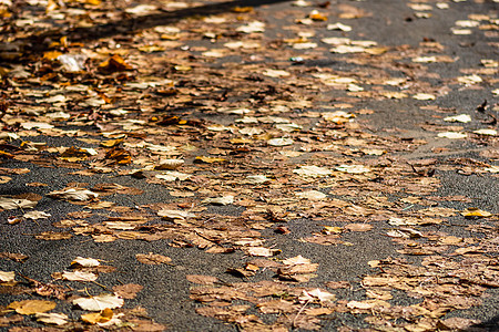选择性地关注秋叶落叶覆盖的湿道落叶树叶框架季节叶子森林小路晴天金子树木图片