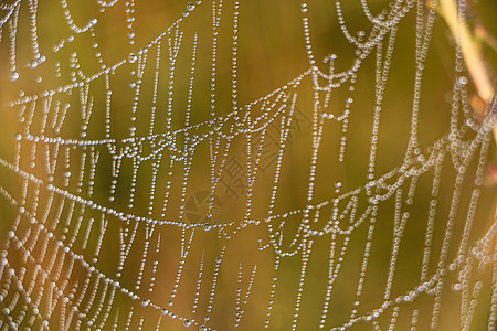 雨后 这个蜘蛛网的隐藏美景显现出来 有选择的焦点蜘蛛陷阱丝绸薄雾水滴露珠飞沫蛛网珠子宏观图片