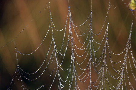 雨后 这个蜘蛛网的隐藏美景显现出来 有选择的焦点丝绸水晶蛛网宏观水滴珠子蜘蛛露珠几何学昆虫图片