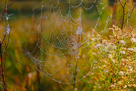 雨后 这个蜘蛛网的隐藏美景显现出来 有选择的焦点陷阱危险丝绸圆圈露珠宏观薄雾网络珠子水滴图片