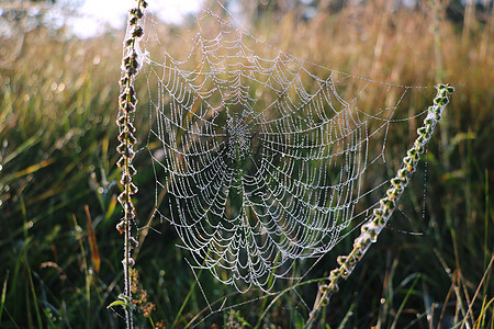 雨后 这个蜘蛛网的隐藏美景显现出来 有选择的焦点丝绸水滴露珠危险飞沫水晶圆圈薄雾网络陷阱图片