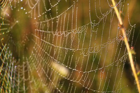 蜘蛛网蜘蛛网的特写背景 有选择的重点游丝圆圈蛛网昆虫框架宏观野生动物丝绸动物蜘蛛图片