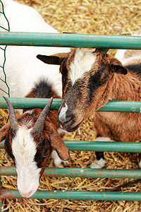 葡萄牙农场上的山羊哺乳动物牛肉宠物乐趣牛奶农村团体场地动物牧场图片