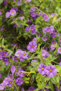 春天的紫色野花花朵蓝色植物群阴影草本植物花园树叶花瓣植物学季节图片