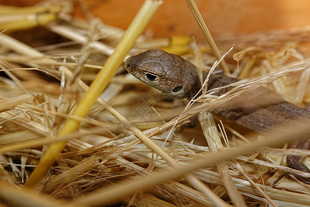 隐藏在稻草中间的棕色可爱蜥蜴图片