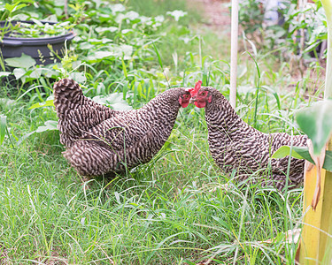 美国得克萨斯州达拉斯附近的有机蔬菜园 特写两场免费赛程 在鸡鸡鸡鸡中做鸡蛋鸡雌性农场家畜农家院后院牧场梳子农村范围香蕉背景图片