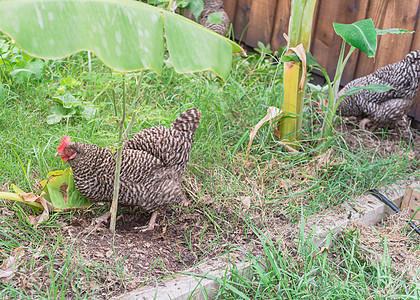 美国得克萨斯州达拉斯附近的有机蔬菜园 特写两场免费赛程 在鸡鸡鸡鸡中做鸡蛋鸡菜园后院香蕉农家院农场田园风光范围家禽花园背景图片