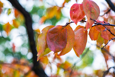 秋树叶黄色红色下降时间感恩季节性植物背景图片
