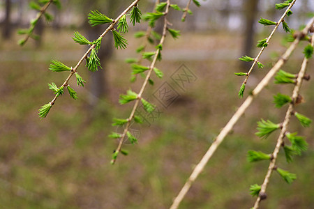 青绿的松树枝 或者春天在森林中生芽 有选择的焦点图片