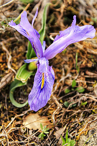 山上的紫色胡子伊里斯花花粉鸢尾园艺植物群脆弱性植物花瓣植物学鸢尾花蓝色图片