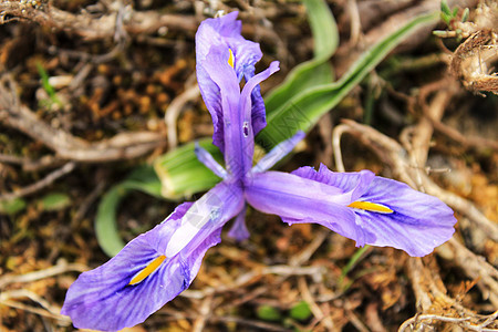 山上的紫色胡子伊里斯花园艺脆弱性花坛植物群鸢尾蓝色花瓣鸢尾花花粉植物图片