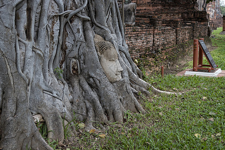 大自然的奇迹 树上的沙石佛像之头佛教徒游客旅行旅游地标文化世界历史热带历史性图片