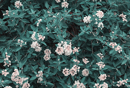 绿叶背景及上亚特兰大卡马拉白花图片