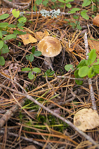 地面图秋天白俄罗斯森林中的蘑菇 波列图人或鲁苏拉人背景