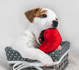 红心的杰克罗素泰里尔狗狗猎犬玩具小狗篮子宠物庆典展示礼物图片