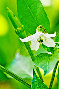 辣椒植物药品制药绿色水果栽培食物花园生长植物群图片