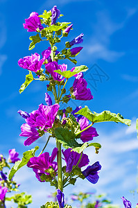 野地植物天空医疗紫丁香药物自然蜀葵草本植物制药花园图片