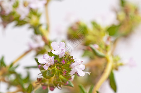 百孔烹饪植物群药物自然软药植物疗法厨房荒野香料图片