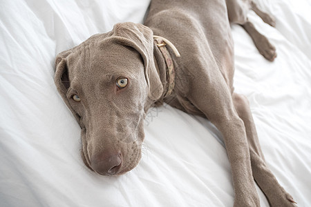 厌倦困睡的Weimaraner指针狗休息和躺在床上睡觉时被白床单覆盖房间犬类猎犬卧室动物伴侣宠物灰色小狗说谎图片