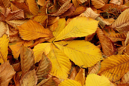 秋叶颜色天气露天植物环境植物群生活练习曲温度时间图片