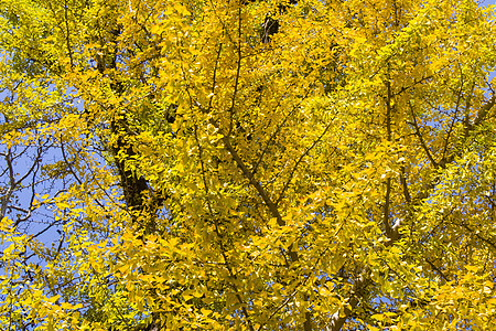 秋天的金哥比洛巴树 秋天的黄银树叶银叶阳光药品背景植物园植物银杏树公园黄叶叶子图片