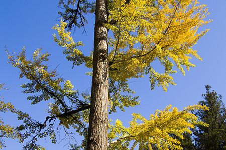 秋天的金哥比洛巴树 秋天的黄银树叶植物药品黄叶季节银杏树叶子树木银叶生长背景图片