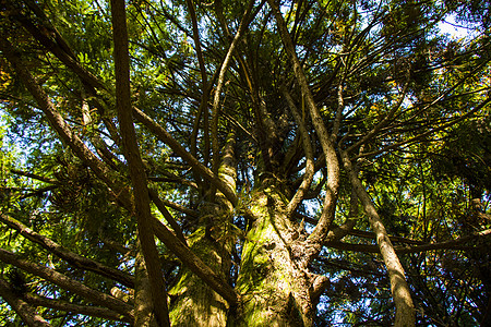 松树的动物分类和分层生长叶子杉科阳光绿色荒野季节公园灌木丛木头图片