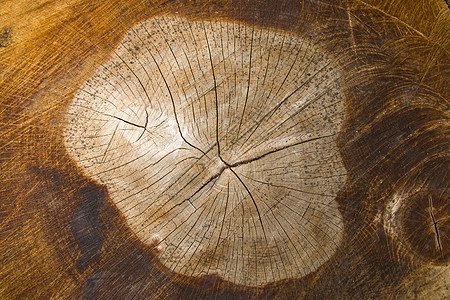 木制背景 砍树模式 砍伐和干燥树的纹理 树龄年轮 木制背景上的裂缝日志木头戒指同心木材林业老化圆圈树干森林图片