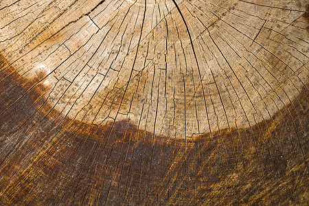 木制背景 砍树模式 砍伐和干燥树的纹理 树龄年轮 木制背景上的裂缝生长木材圆圈林业木头老化树桩戒指同心森林图片