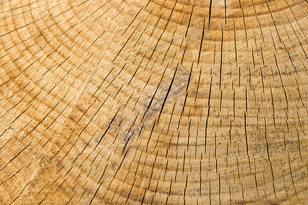 木制背景 砍树模式 砍伐和干燥树的纹理 树龄年轮 木制背景上的裂缝森林木材同心圆圈戒指树干林业生长材料日志图片